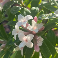 Daphne x transatlantica 'Eternal Fragrance'
